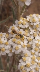 Philanthus crabroniformis