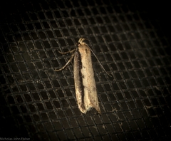 Leptocroca sanguinolenta