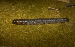 Oxycanus