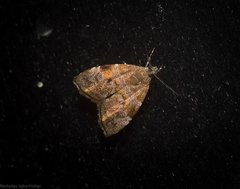 Choreutis melanopepla