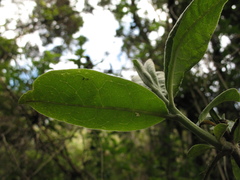 Llerasia lindenii
