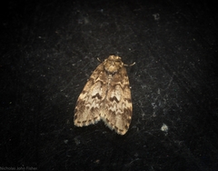 Scaphidriotis xylogramma