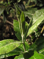 Llerasia lindenii