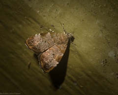Choreutis melanopepla