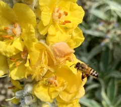 Verbascum bombyciferum