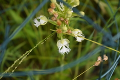 Platanthera leucophaea