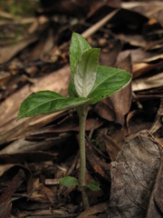 Oligactis sessiliflora