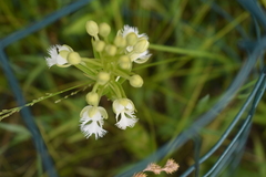 Platanthera leucophaea