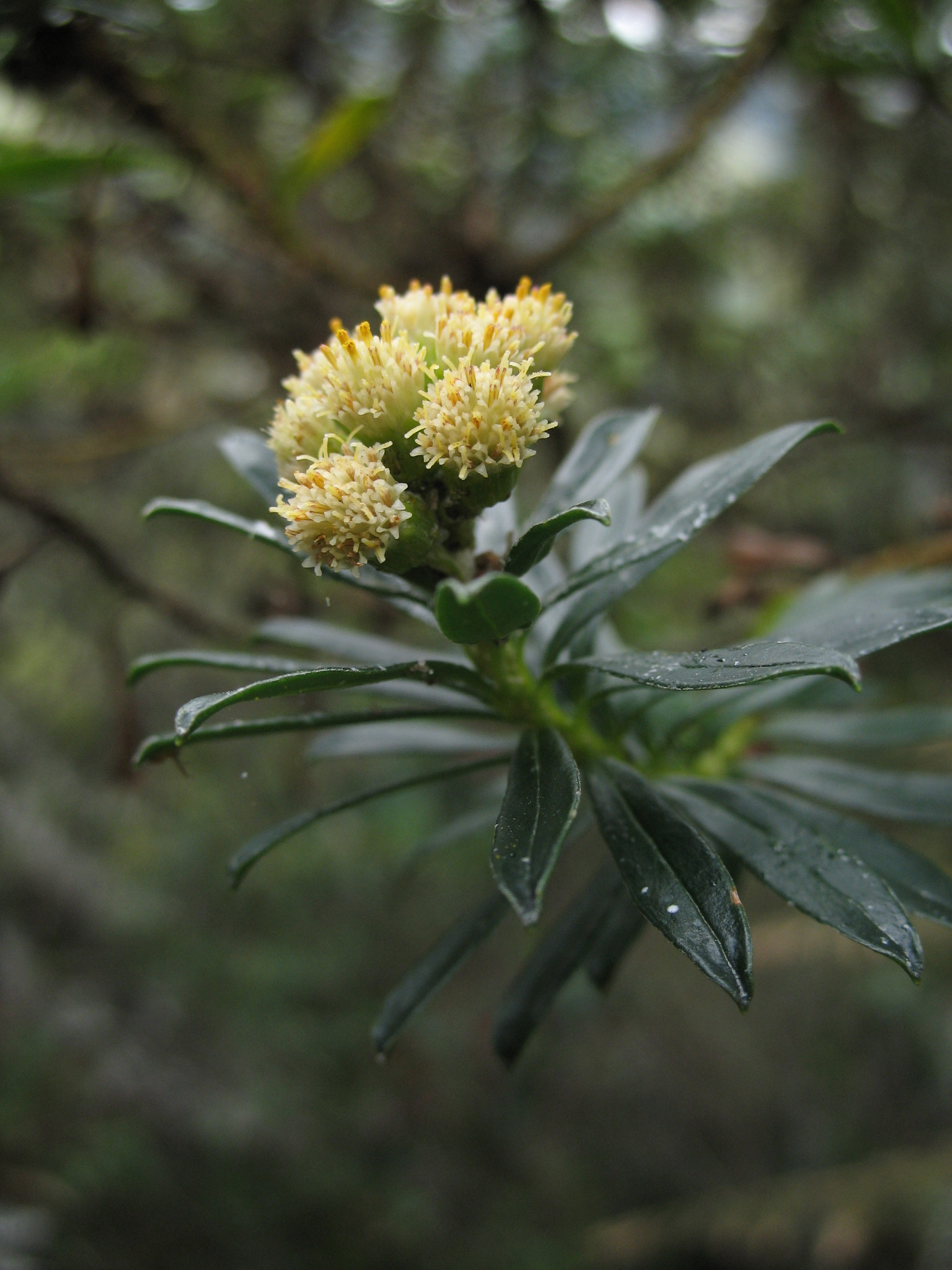 Monticalia pulchella