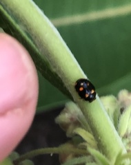 Brachiacantha ursina