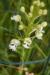 Platanthera leucophaea