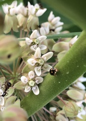 Brachiacantha ursina