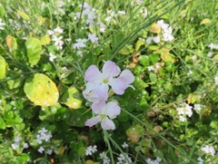 Raphanus sativus raphanistroides