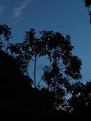 Verbesina crassiramea