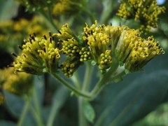 Verbesina crassiramea