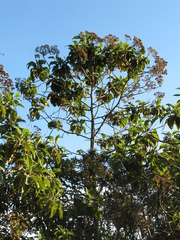 Verbesina crassiramea