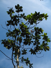 Verbesina crassiramea