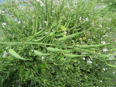 Raphanus sativus raphanistroides