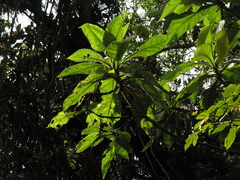 Verbesina crassiramea