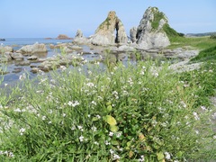 Raphanus sativus raphanistroides