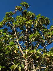 Verbesina crassiramea