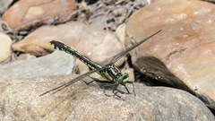 Gomphurus lineatifrons