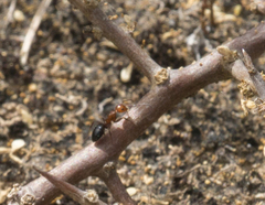 Camponotus bakeri