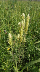 Castilleja pallida