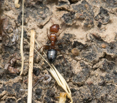 Camponotus bakeri