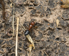 Camponotus bakeri