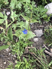 Penstemon cyananthus