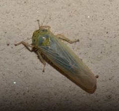 Macrosteles quadrilineatus