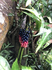 Amorphophallus kiusianus