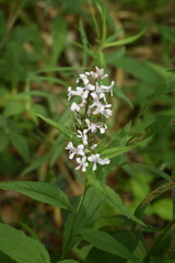 Iodanthus pinnatifidus