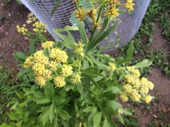 Levisticum officinale