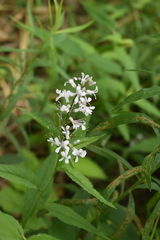 Iodanthus pinnatifidus