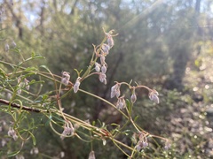 Clematis leptophylla