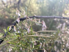Clematis leptophylla