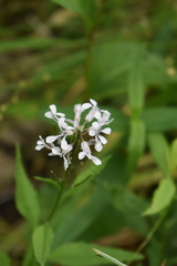 Iodanthus pinnatifidus