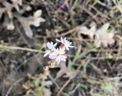 Lithophragma tenellum