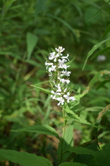 Iodanthus pinnatifidus