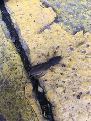 Neoscapteriscus borellii