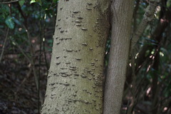 Zanthoxylum ailanthoides