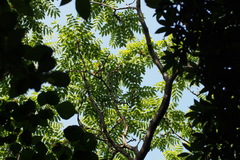 Zanthoxylum ailanthoides