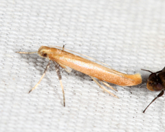Caloptilia invariabilis
