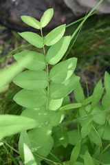 Lathyrus ochroleucus