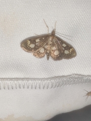 Anania coronata