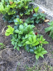 Pachysandra