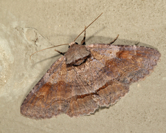 Zale metatoides