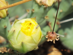 Amblysellus curtisii